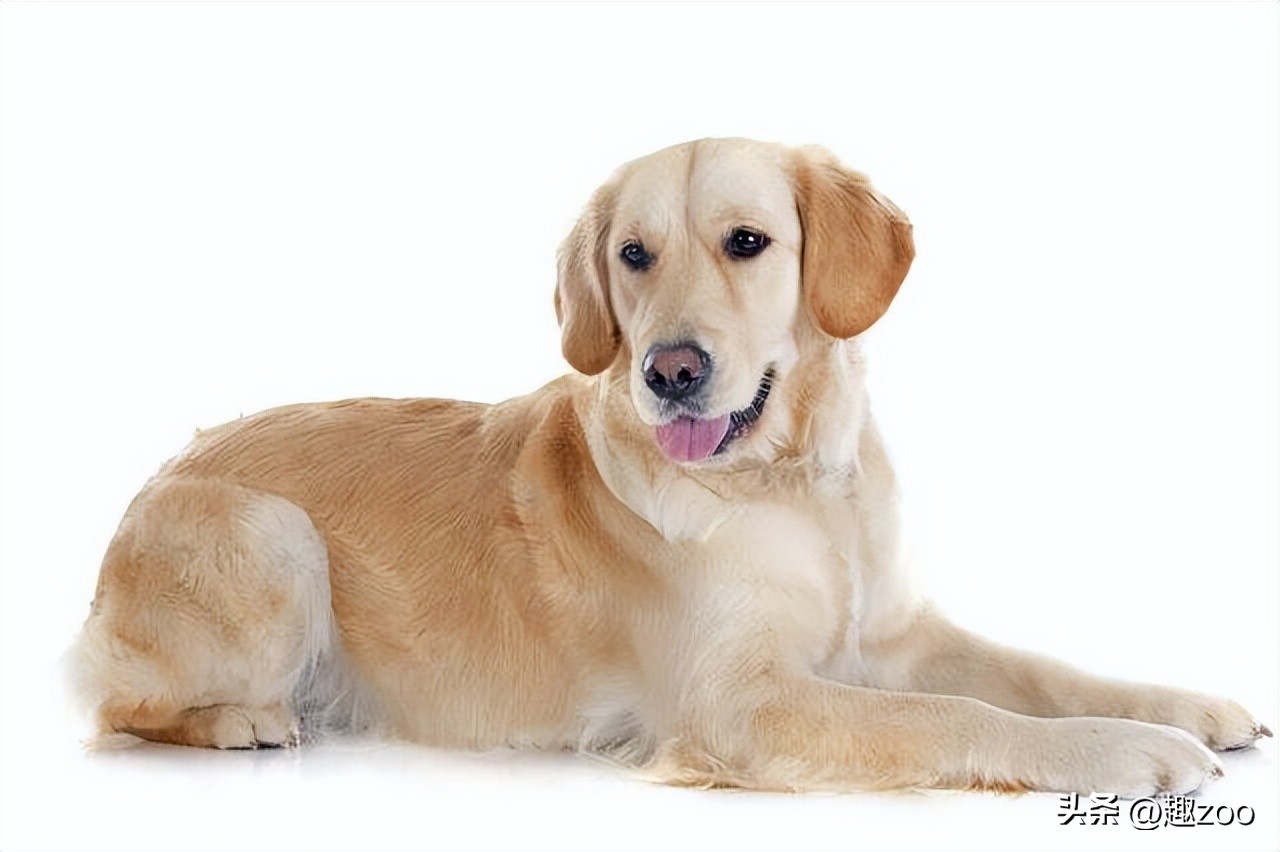 十大适合家养的宠物狗排名,十大好养的宠物狗