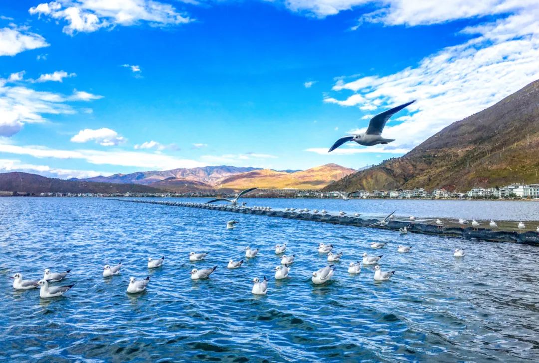 这个8月，在大理躺平的年轻人开始告别