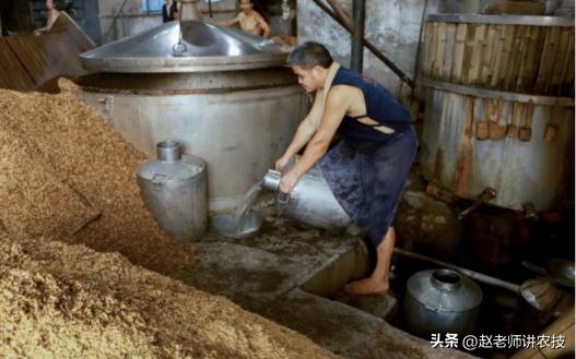 种高粱的利润有多少,高粱酿酒100斤高粱出多少酒