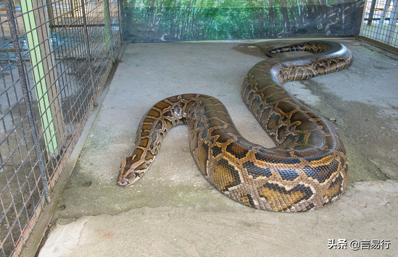 蛇怕什么植物驱蛇,蛇最怕什么在野外遇到蛇该怎么办