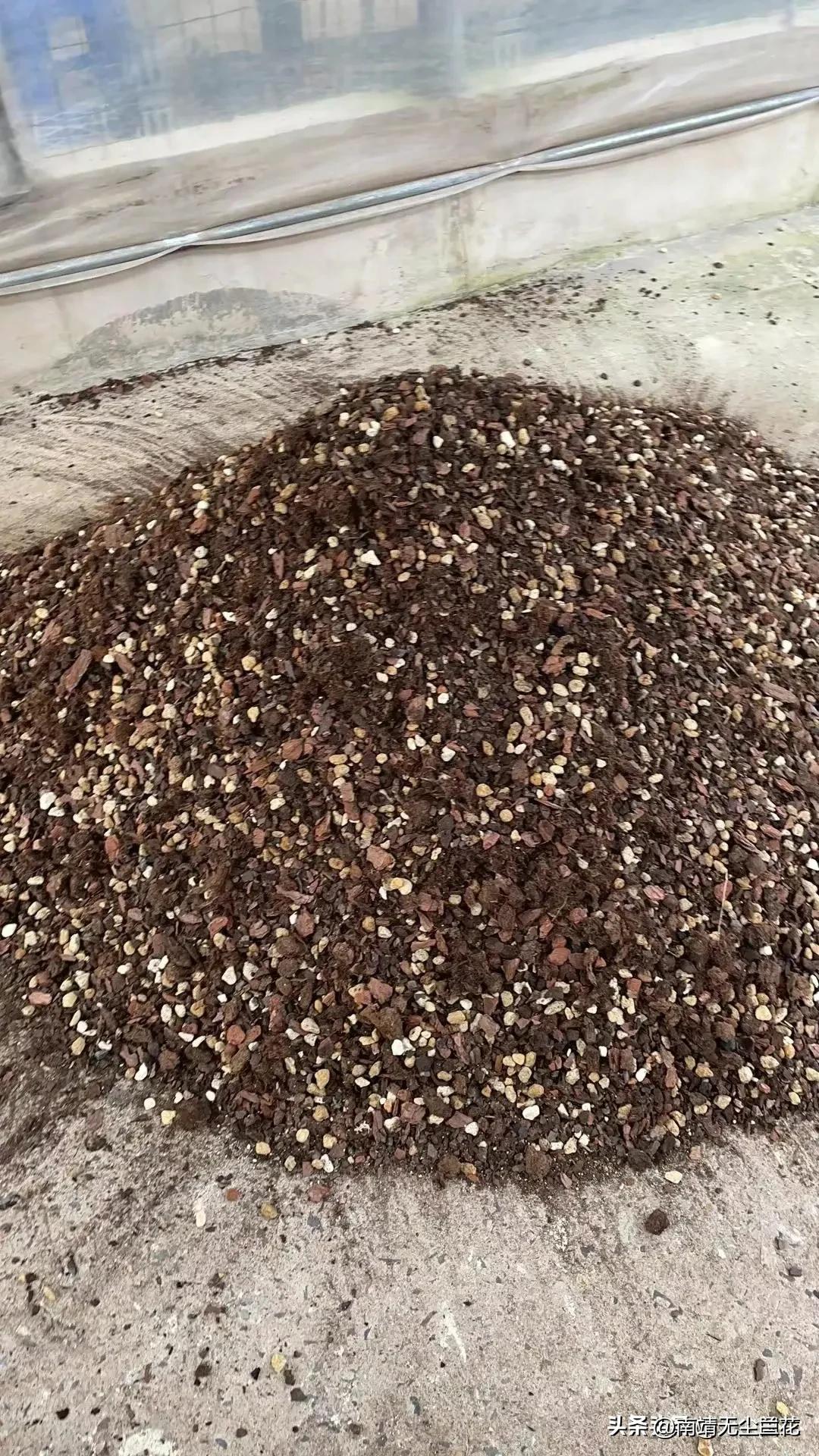 兰盆里有白色线虫,兰盆里白色的菌丝