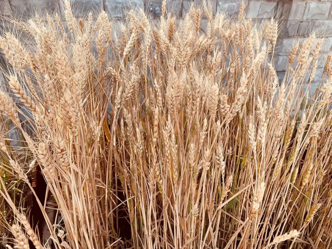 走进石家庄裕东小学，探寻小麦丰收节庆祝活动现场