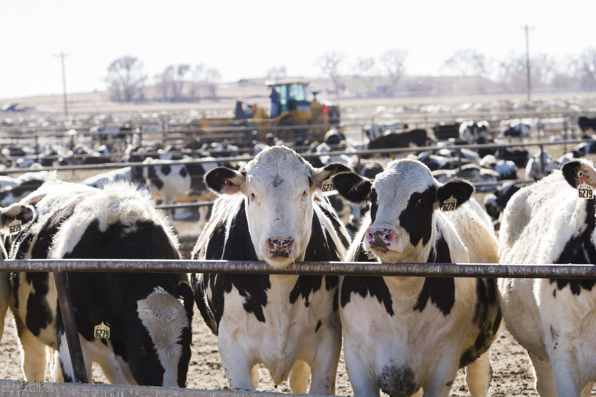 养牛怎么解决草的问题,养牛没草料怎么办呢