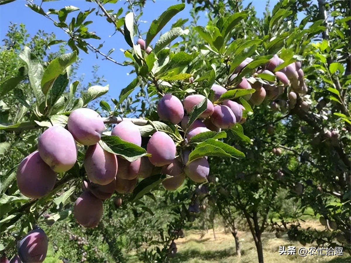 市场缺货蔬菜,市场长期缺货