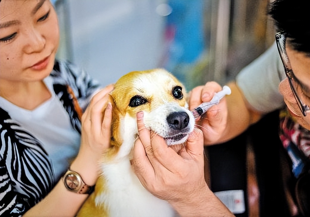 猫得了狂犬病一定会表现出症状吗,狂犬病初期症状一般在被咬几天后