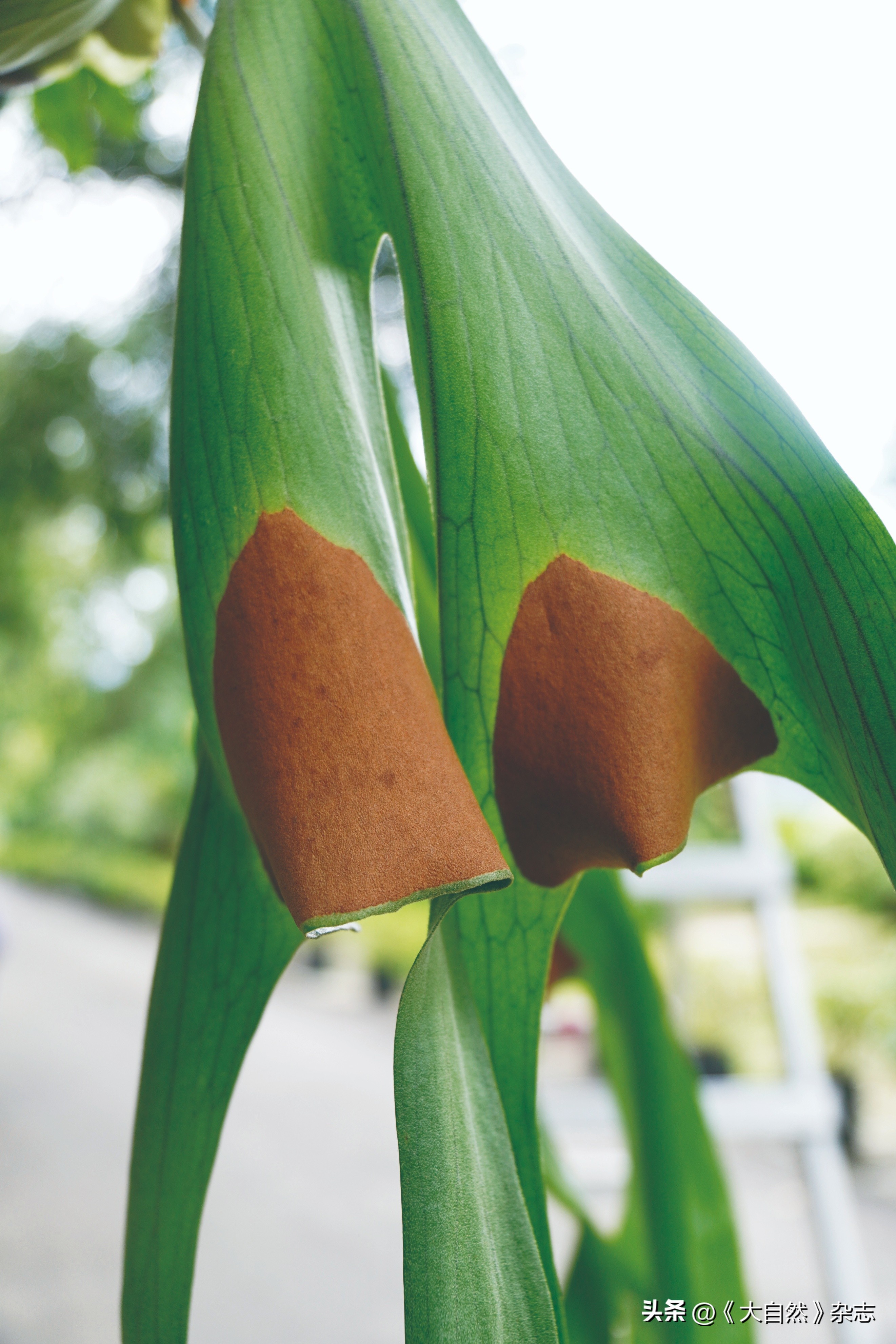 林深时见“鹿”，解谜鹿角蕨