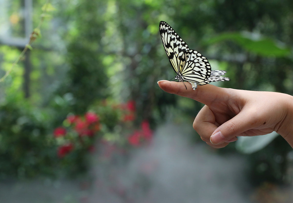 我是如何走出抑郁症的5：破茧成蝶，凤凰于飞，恢复的三阶段上集