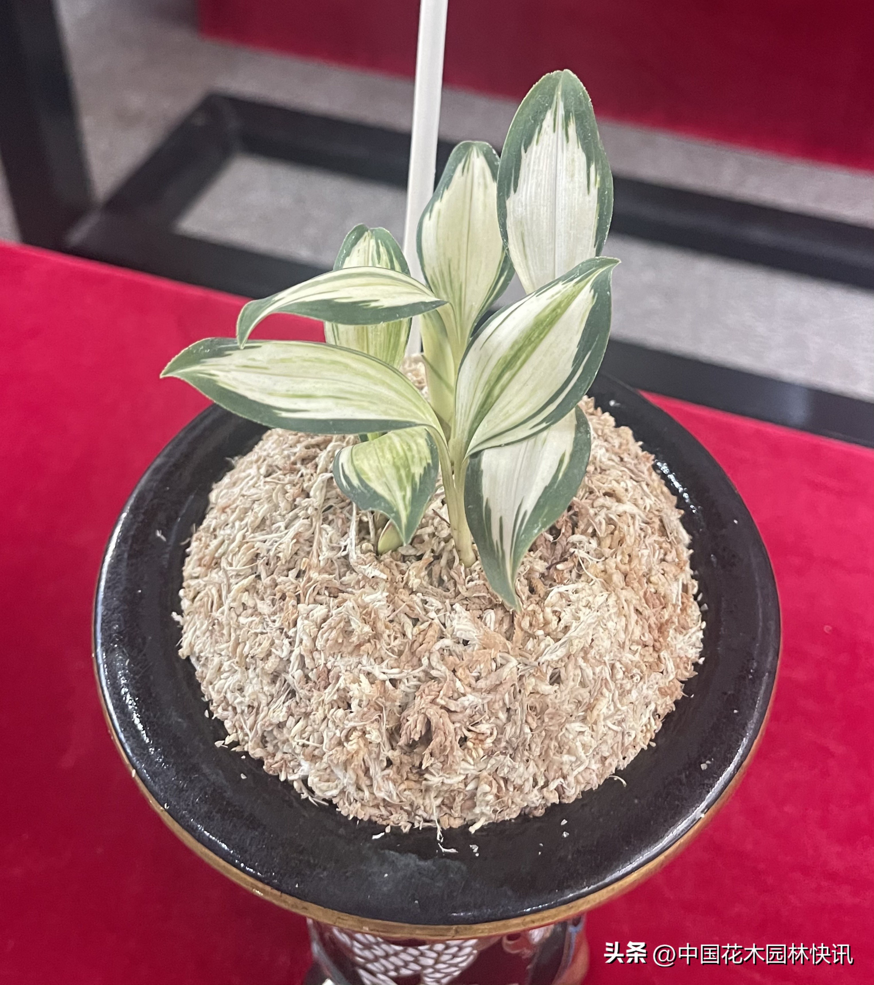 两岸一家亲共筑兰花梦中国玉溪首届兔耳兰展成功举办