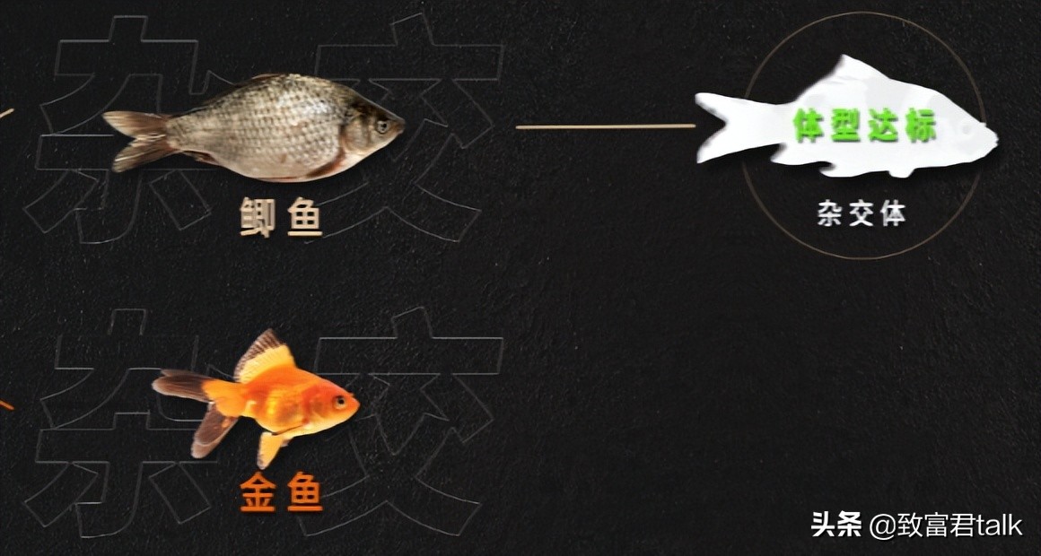 锦鲤转运大法最新,转发锦鲤转运