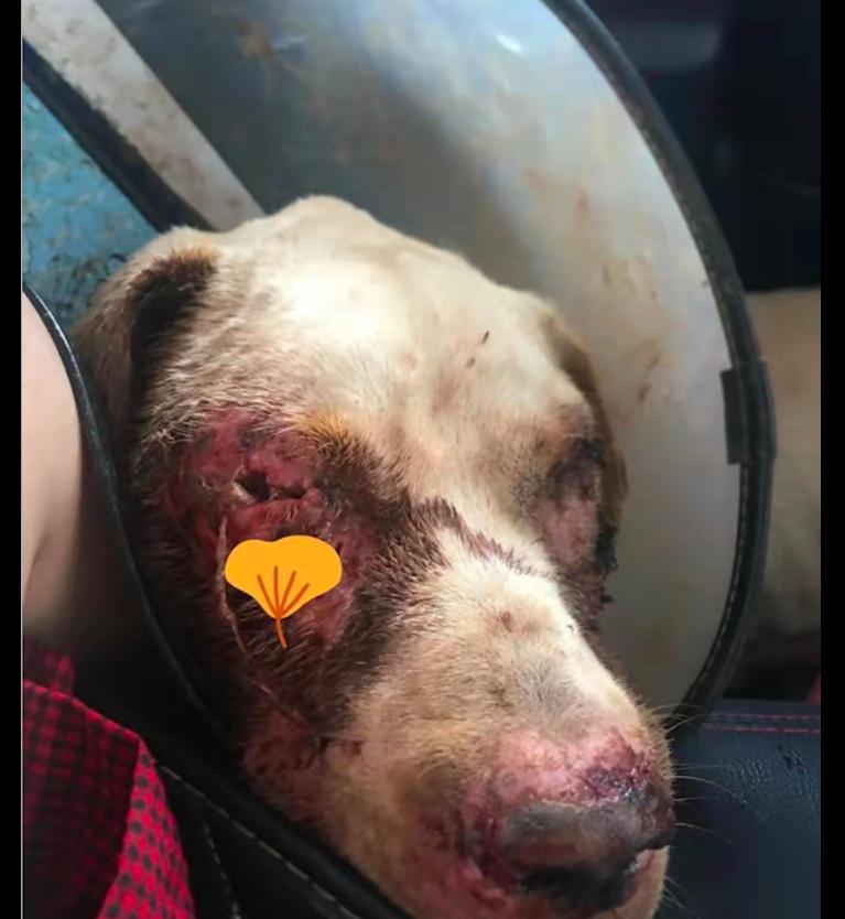 被人遗弃的拉布拉多怎么办,拉布拉多寄养生病被弃养