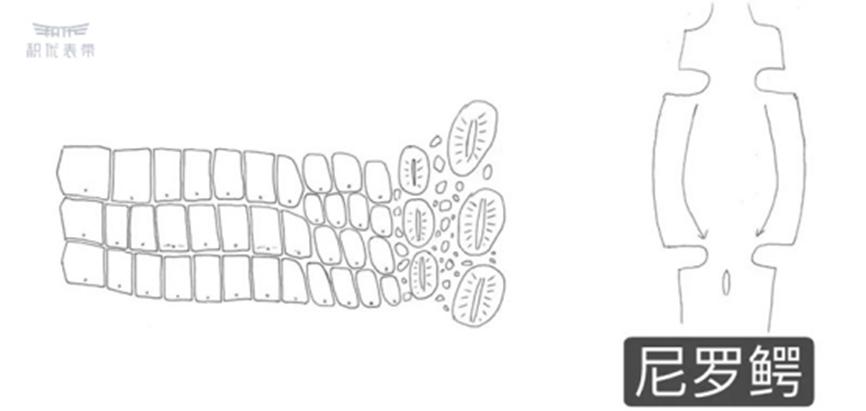 鳄鱼皮表带双面的好还是单面的好,你所不知道的鳄鱼皮表带