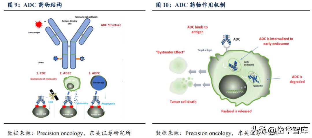 有效避开内卷，迈威生物：ADC锋芒初显，快速成长的Biopharma