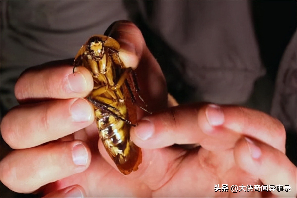 家里蟑螂多如何灭蟑螂,有蟑螂怎么办灭蟑螂最有效的方法