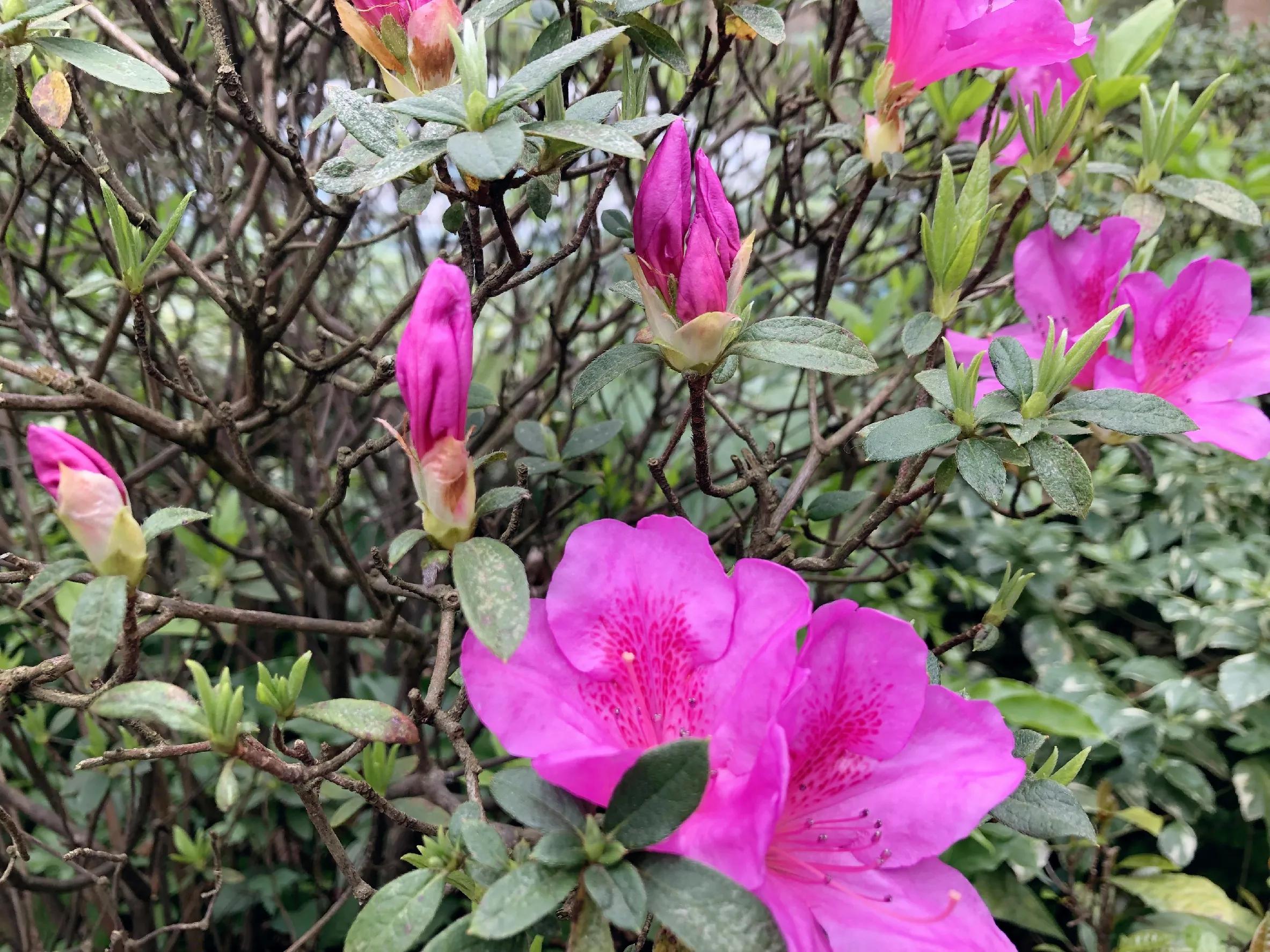 春夏之交，越来越多的花含苞欲放，这一百种娇媚蓓蕾真是美不胜收