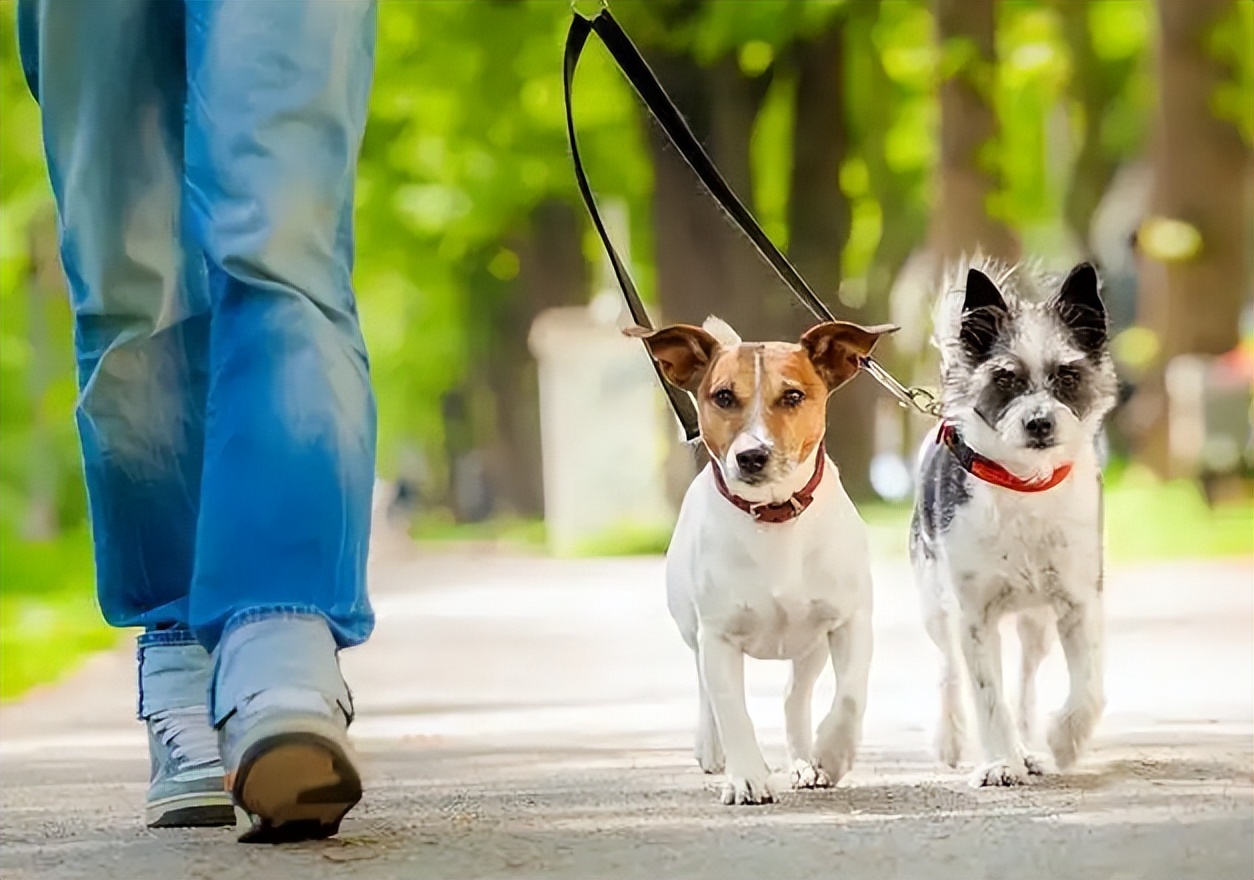 经常不遛狗会给主人带来什么祸害,不经常遛狗会怎样