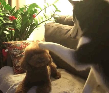 泰迪的各种行为表示什么意思,泰迪摸头有什么说法