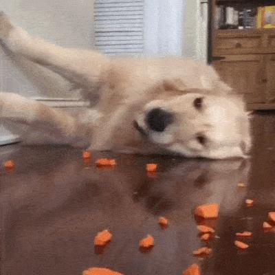 狗狗母亲,狗狗有什么表现把你当主人