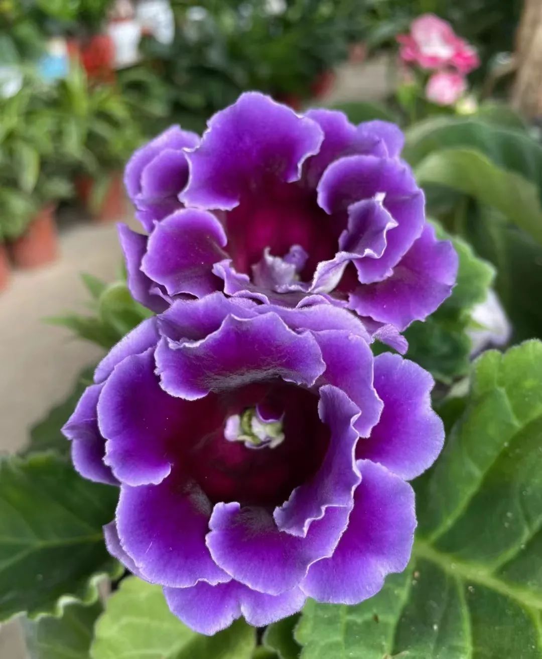 30款经典蓝紫色开花植物!别拉我,就让我坠入这梦幻的漩涡