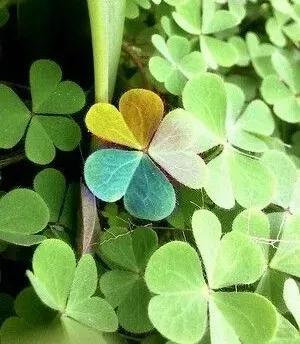 三叶草永远的一抹绿,三叶草我们眼中的缤纷世界