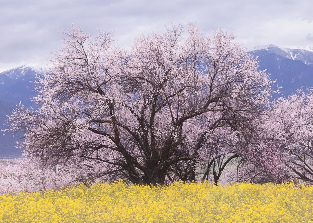龙泉山看桃花徒步最佳路线,徒步穿越十里桃花漫山遍野