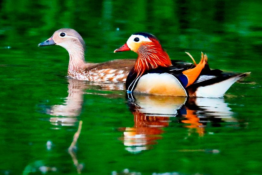 鸳鸯是什么类动物,鸳鸯和水禽图片