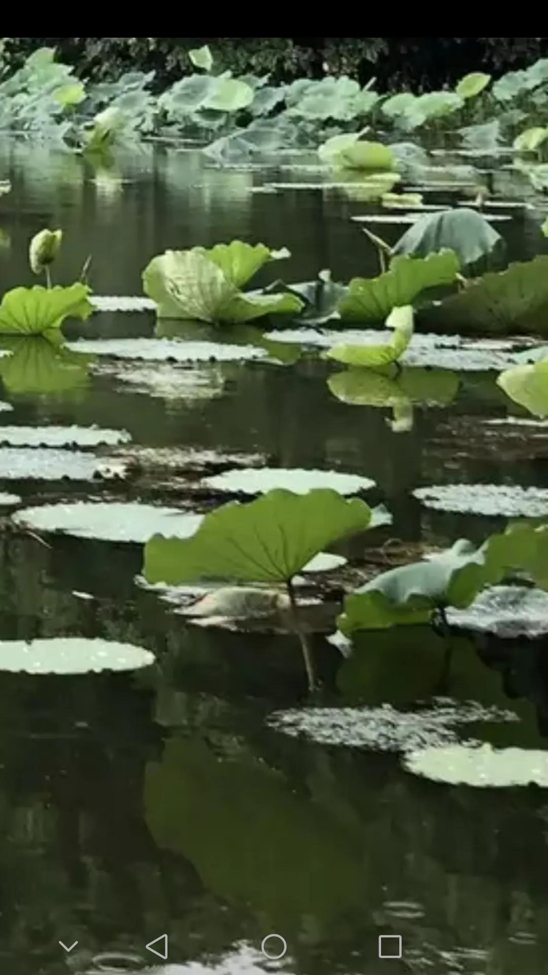 娇艳欲滴又清新雅致的荷花,娇羞迷人的荷花