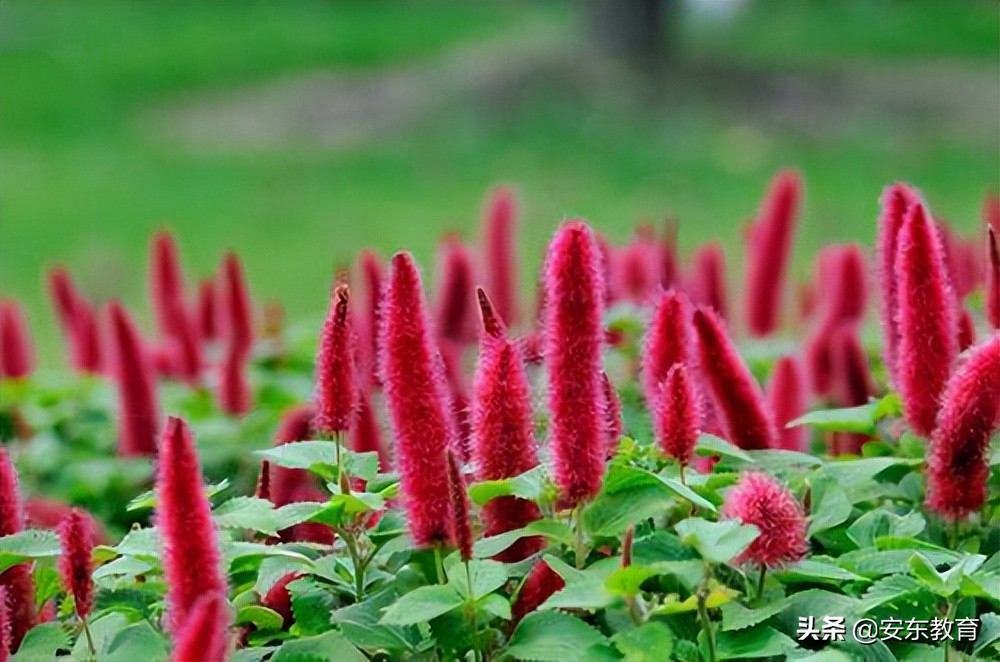 狼尾草的形态特征,狗尾巴草的品种及图片