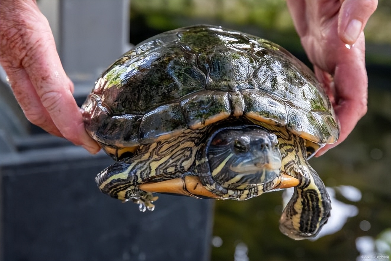 世界百大外来入侵物种的名单,巴西龟都是入侵物种吗