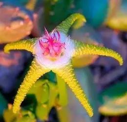 五星花有什么特点,五星花最漂亮的品种