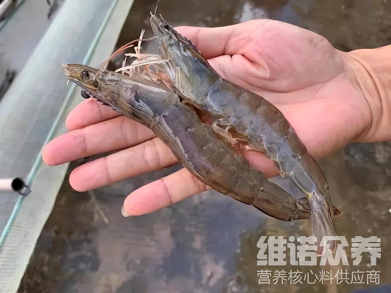 对虾饲料如何拌料好,对虾正确的饲料喂法