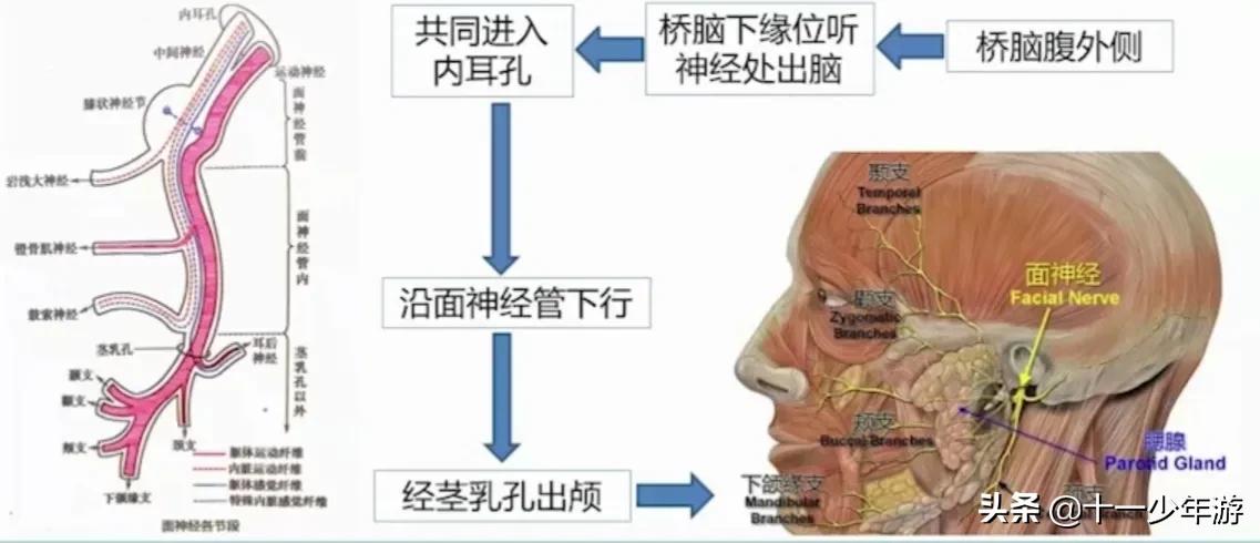 面瘫那边的脸一按就疼是咋回事,面瘫那边脸变小是怎么回事