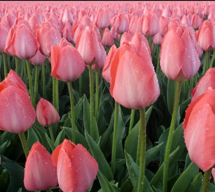 你的生日是哪种颜色的花,你的生日是几月对应什么花