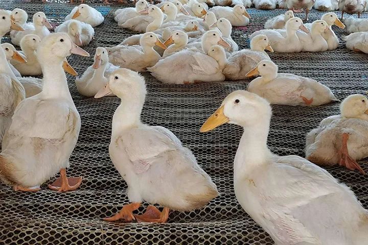 2021鸭苗行情走势预测,鸭苗行情走势分析图