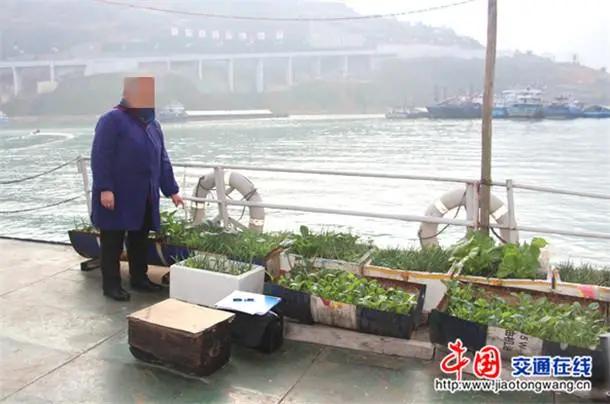 盆栽*粟罂**“当蔬菜吃”？涉嫌违法犯罪！有关知识来了解一下