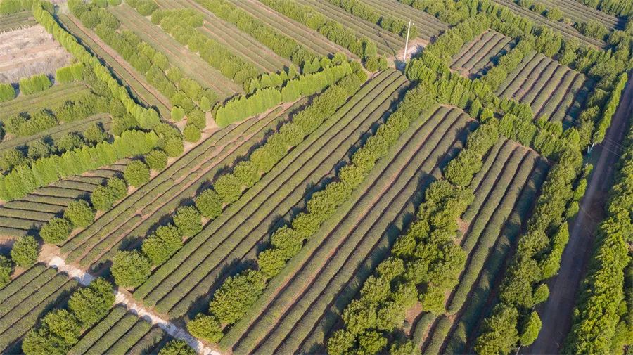南茶北引，一棵茶树的北方迁移史