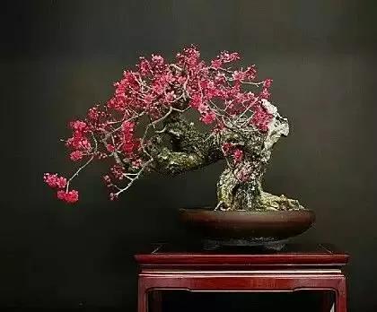 梅花老桩盆景,梅花盆景制作