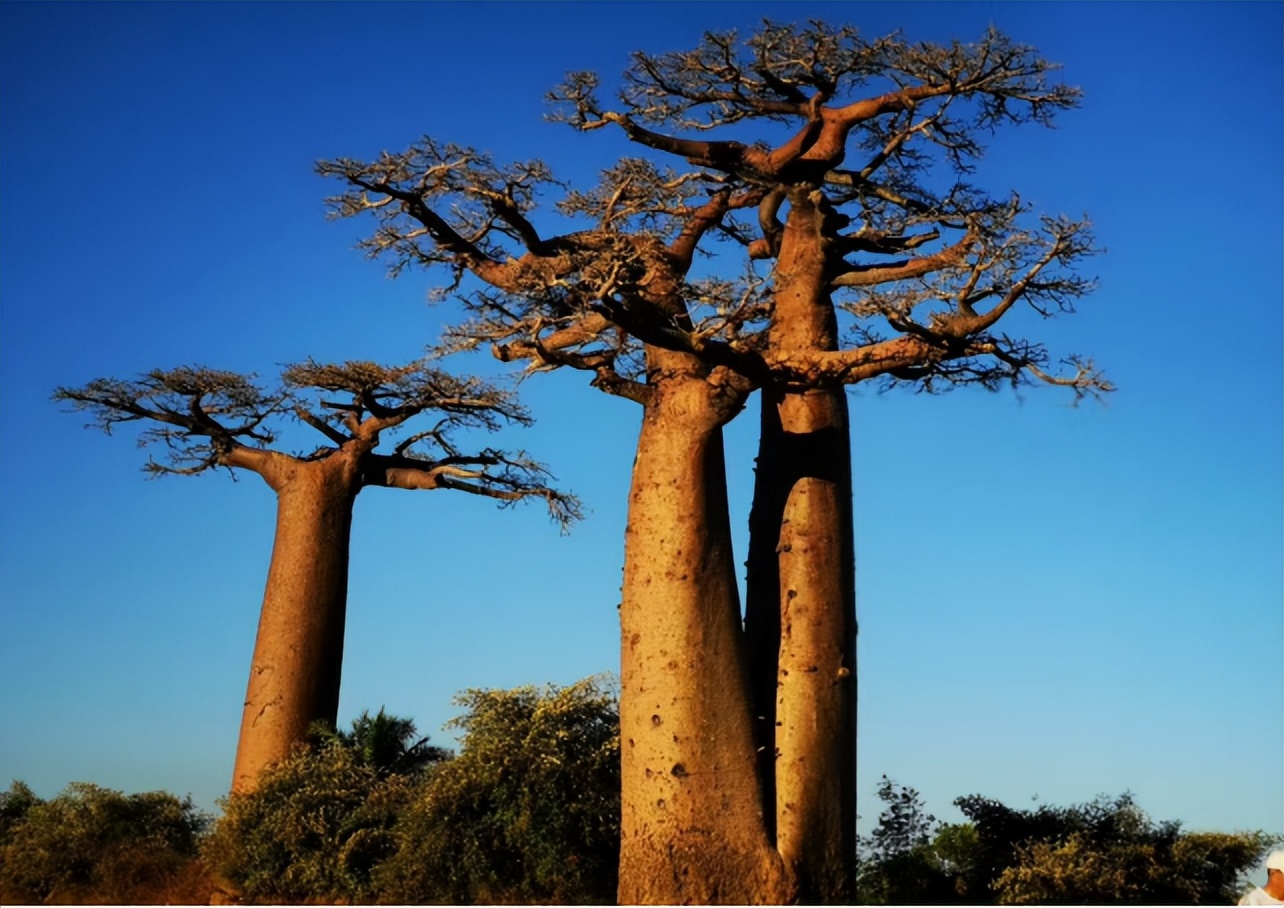 仙人掌墨西哥国花,仙人掌哪个国家的国花
