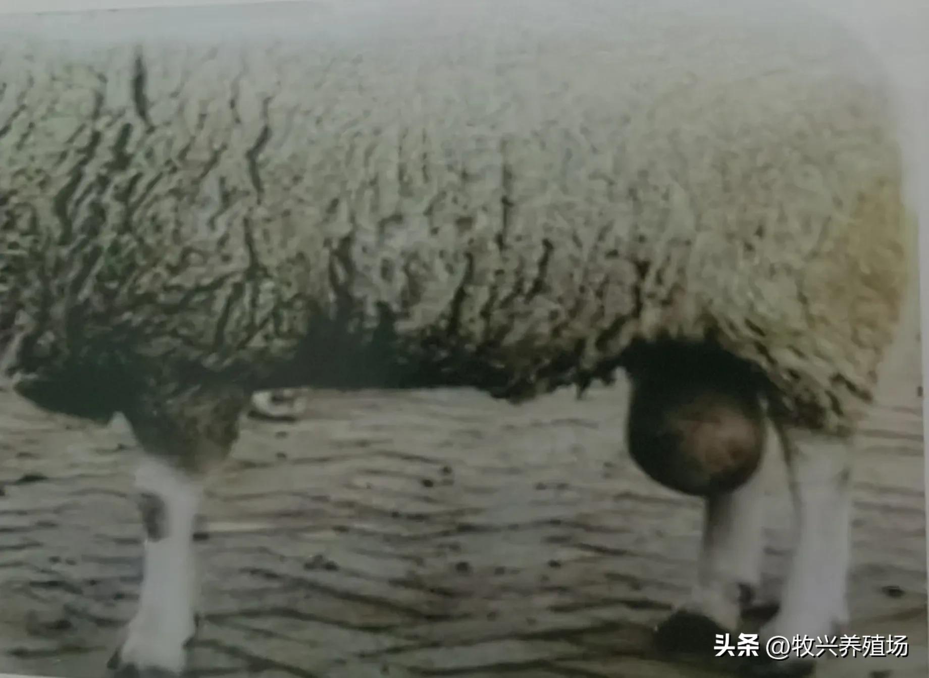 羊得这种传染病，孕羊不是流产就是死胎，养羊人十有八九会被传染