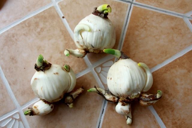 腊梅在温室和室外开花早晚一样吗,腊梅的花苞遇到正常温度就开花吗