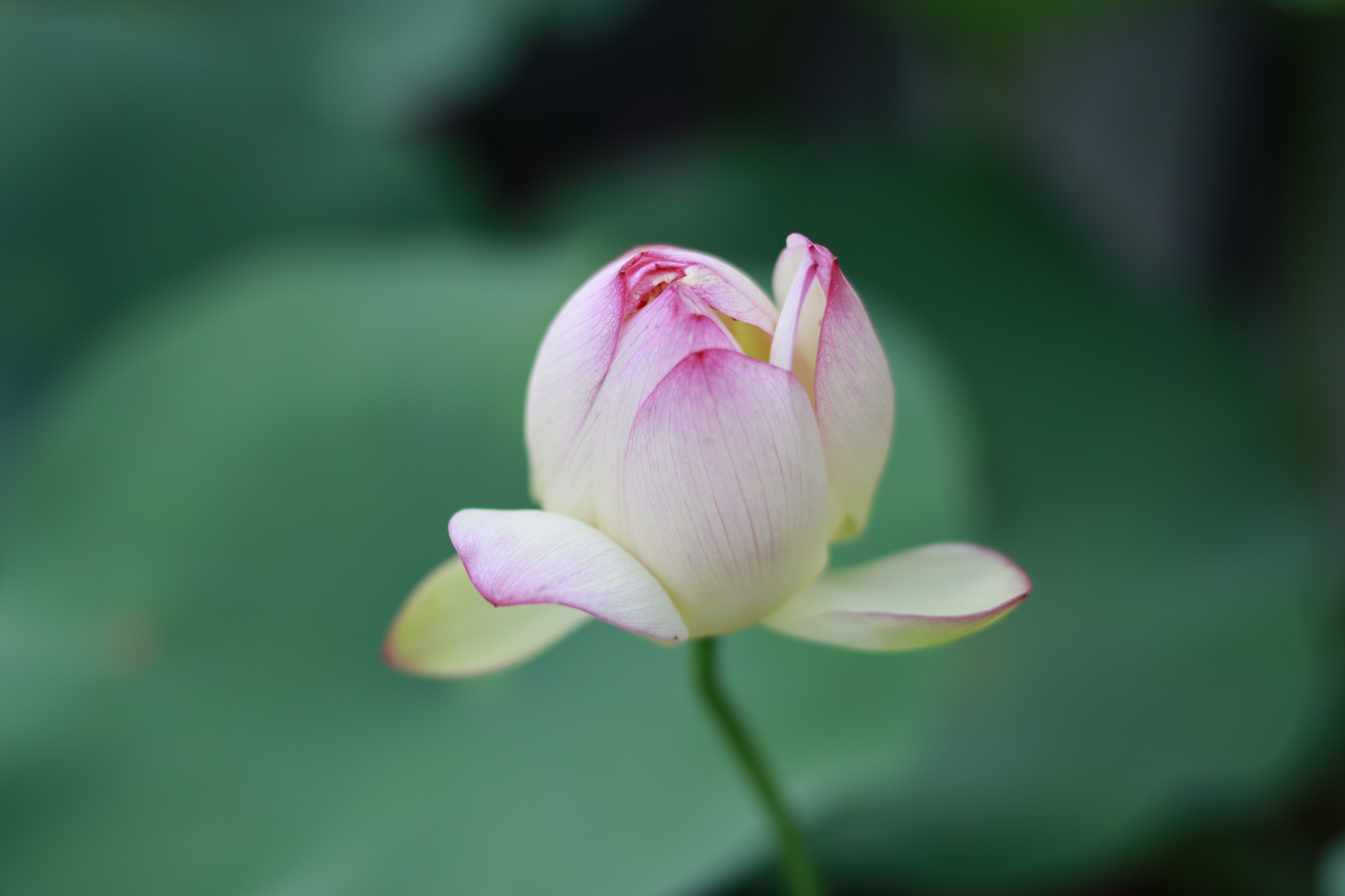 佳能单反新手推荐预算1000,摄影小白购买镜头攻略