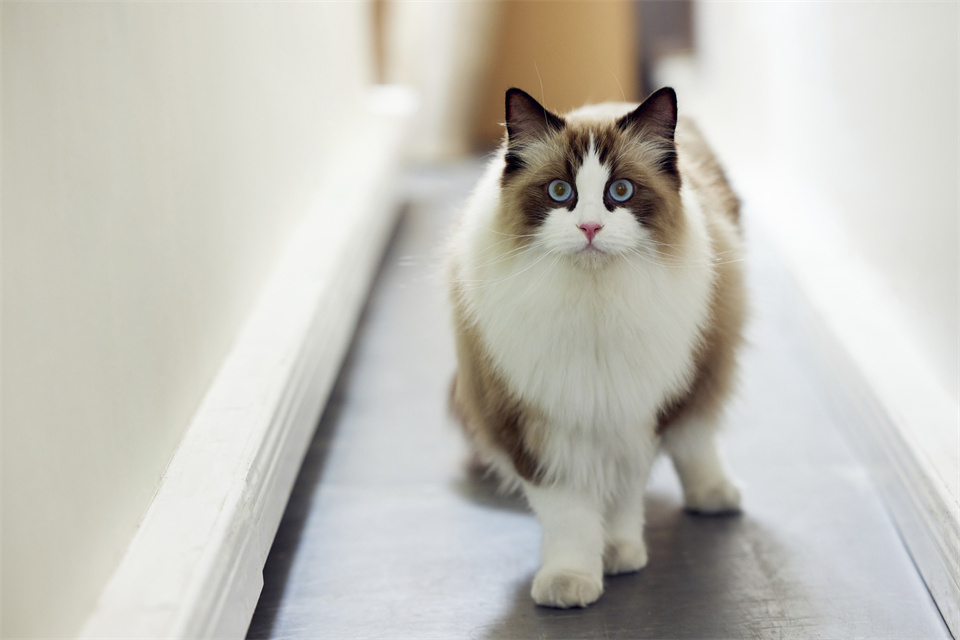 在职场被领导欺负了怎么办,在职场中被领导欺负怎么反击