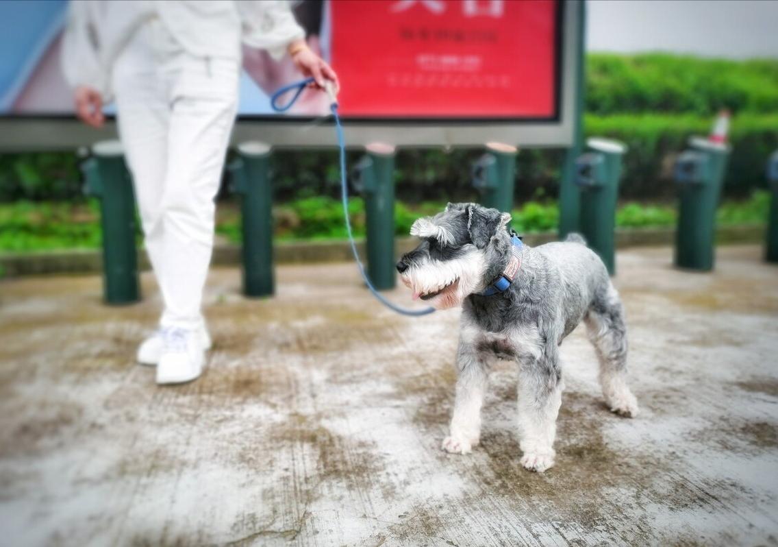 雪纳瑞有灵性的表现,雪纳瑞到底是个什么样的狗
