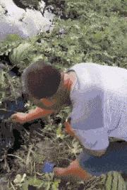 小鳄龟为啥养着养着就断尾了,以前不理解别人养宠物