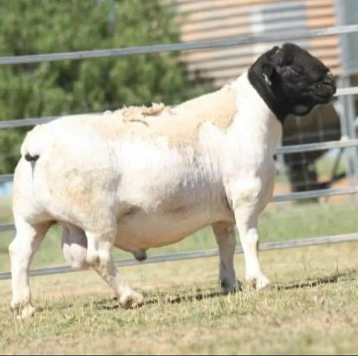 黑头杜泊绵羊的养殖方法,黑头杜泊绵羊养殖基地