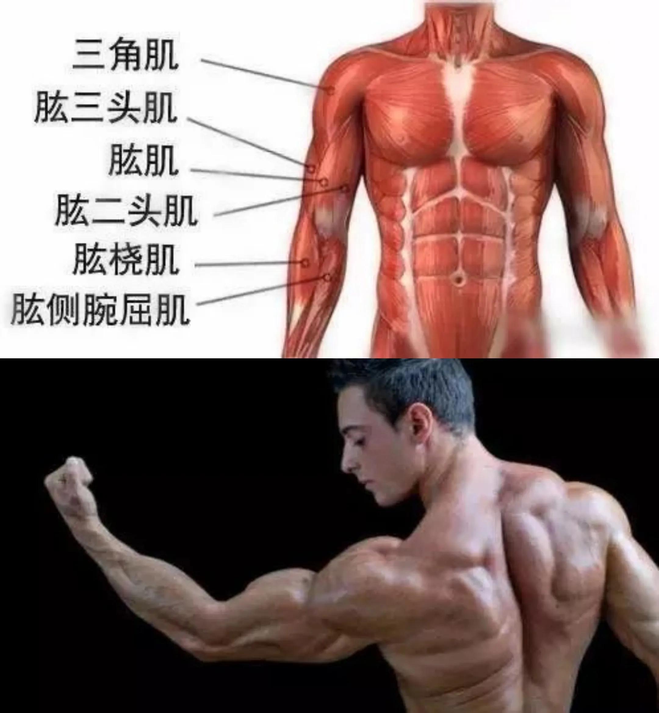 手臂主要经脉功能,如何快速锻炼手臂肌肉