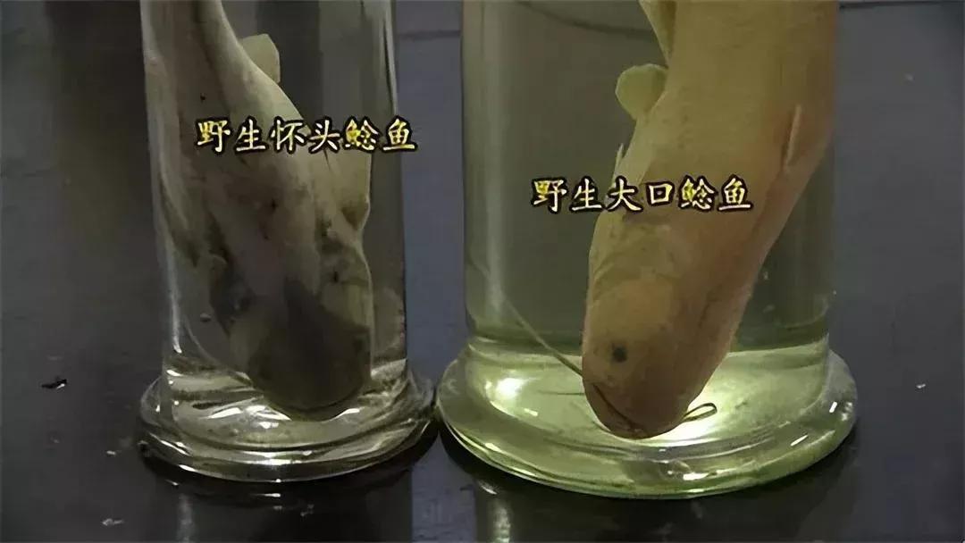 男子20万买一条半死不活的鱼,小伙花800元买一条蓝色大鱼