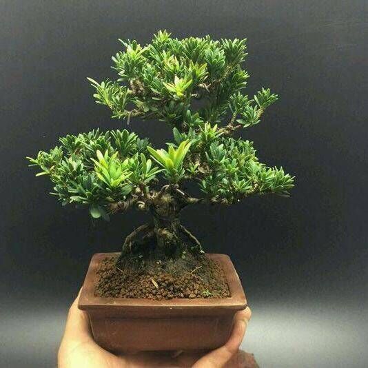 家有三树十宅九富是真的吗,家里有大树十有九富