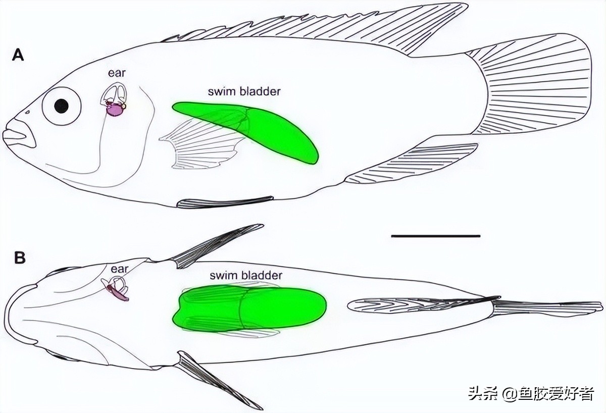 哪些鱼胶新手不建议选,鱼胶怎么挑选最好