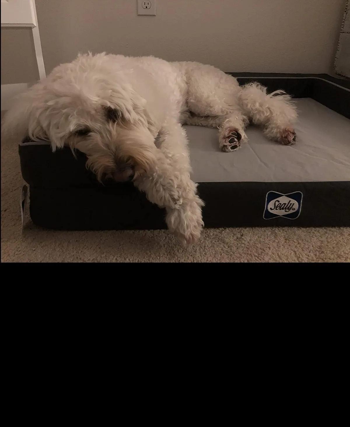 狗床推荐又便宜又好看,最好的狗床