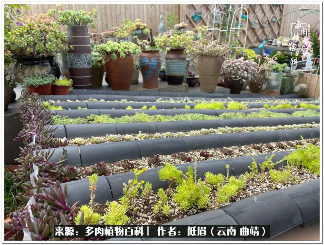 养了七年多肉,养了八年的肉肉终于开花了